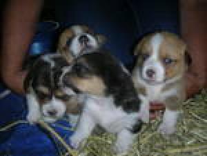 ADORABLECORGIPUPPIESFORSALE